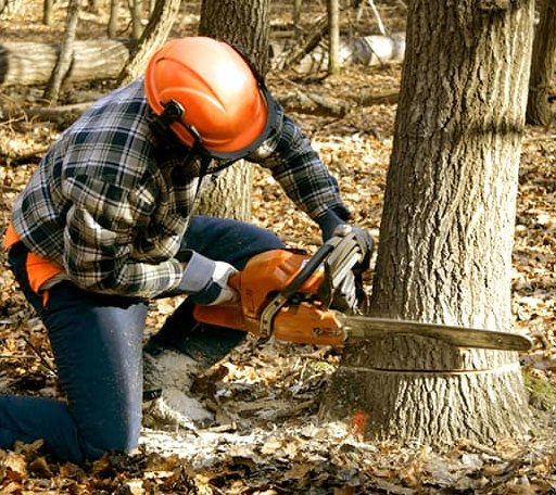 Tree Removal in Orrs Island, ME